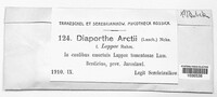 Diaporthe arctii image